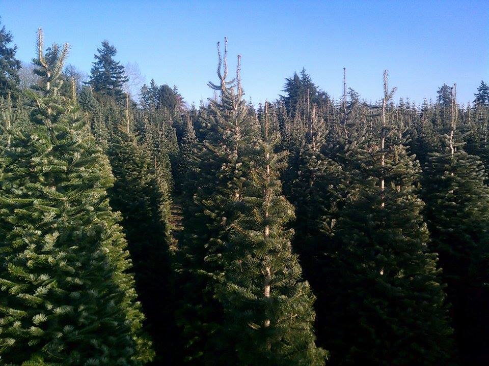 Pfaff's U-cut Christmas Trees: farm photo