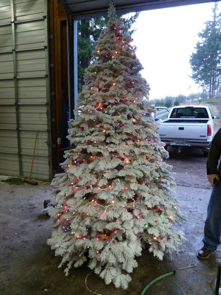 Hubert's Christmas Trees: farm photo