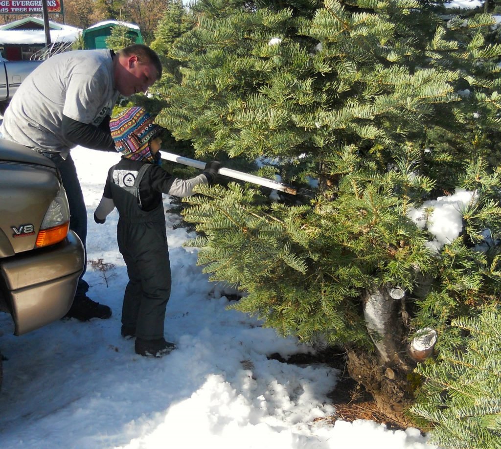 Carson Ridge Evergreens: farm photo