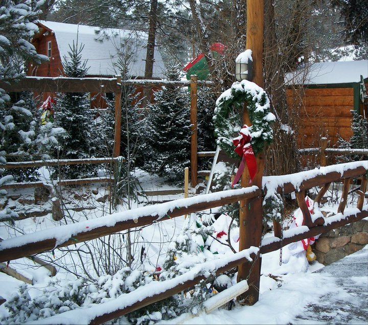 Luckylure Christmas Trees: farm photo