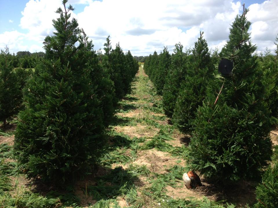 Devine Acres Farm: farm photo