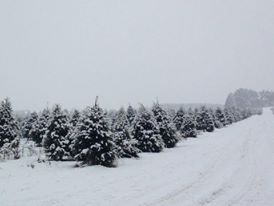 Coleman's Christmas Tree Farm: farm photo