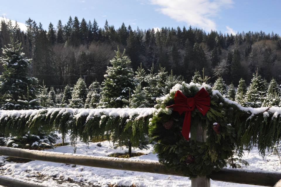 JP Landscape Tree Farm: farm photo
