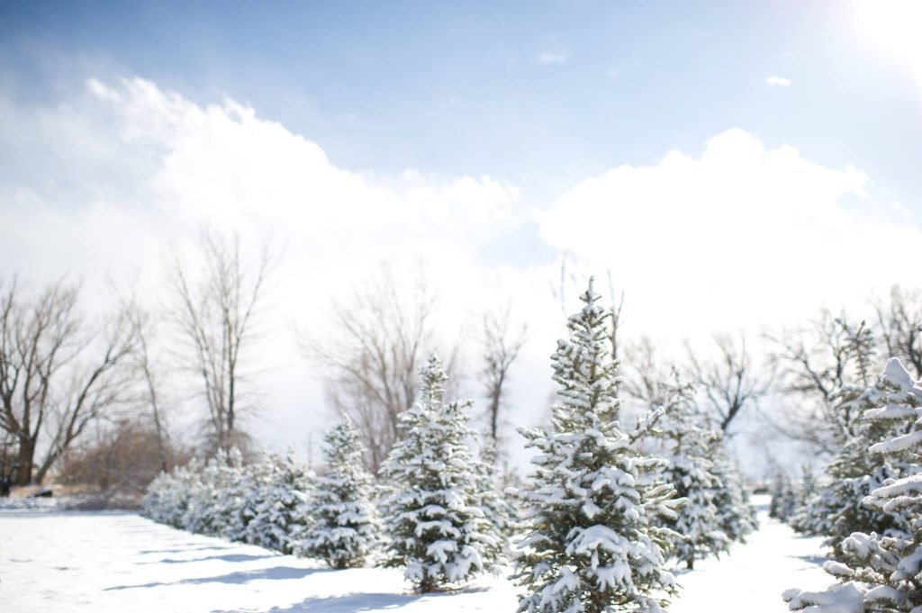 CreekSide Tree Nursery: farm photo