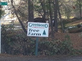 Greenwood Christmas Tree Farm: farm photo