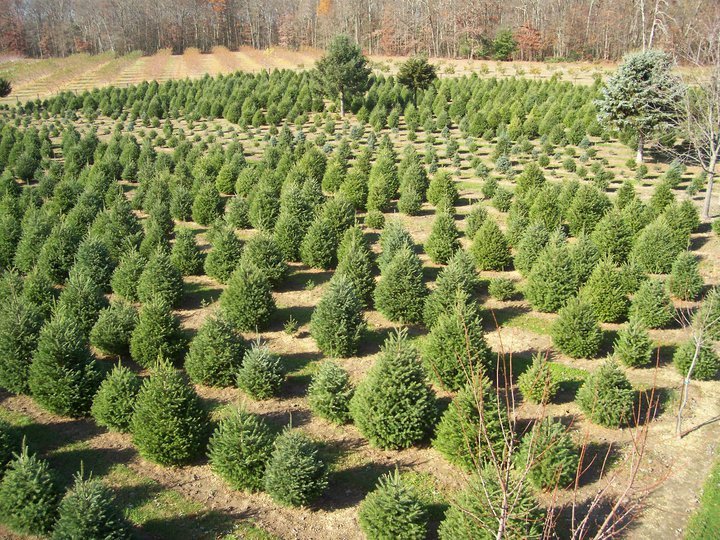 Belly Acres Christmas Tree Farm: farm photo