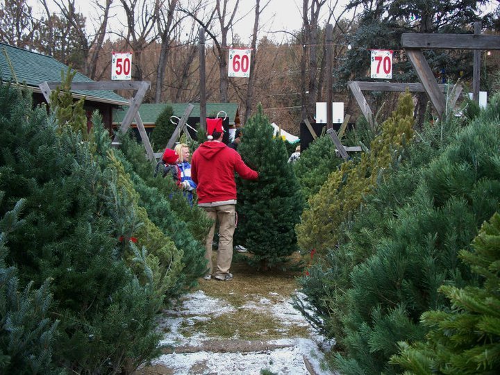 Luckylure Christmas Trees: farm photo