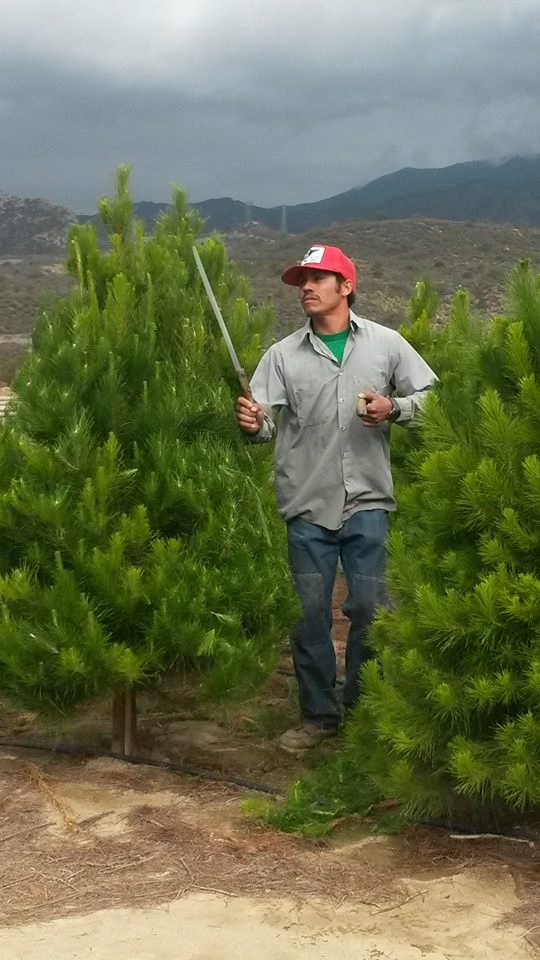Peltzer Pines – Silverado Tree Farm: farm photo