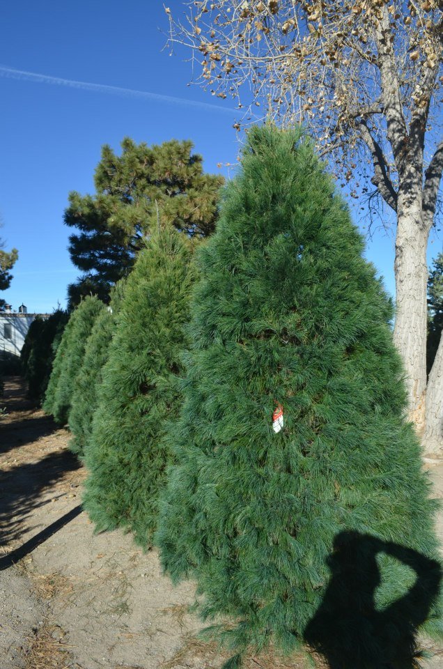 Heidrich’s Colorado Tree Farm Nursery LLC: farm photo