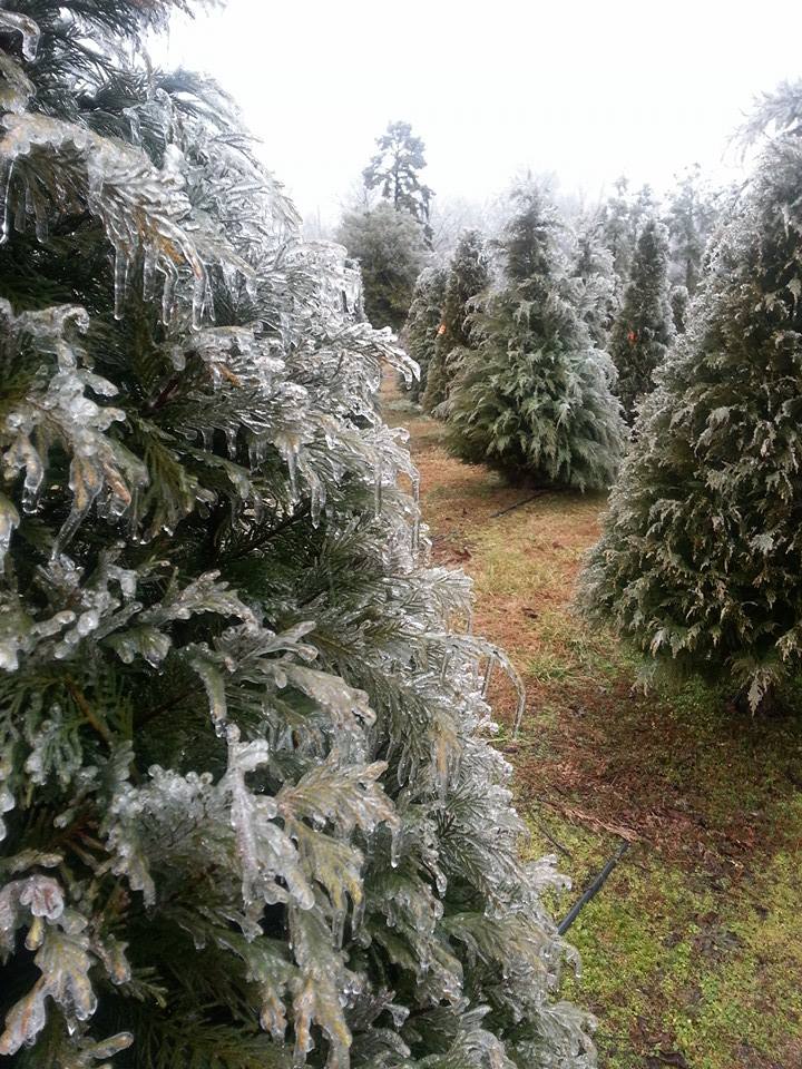 Papa Santa’s Christmas Tree Farm: farm photo