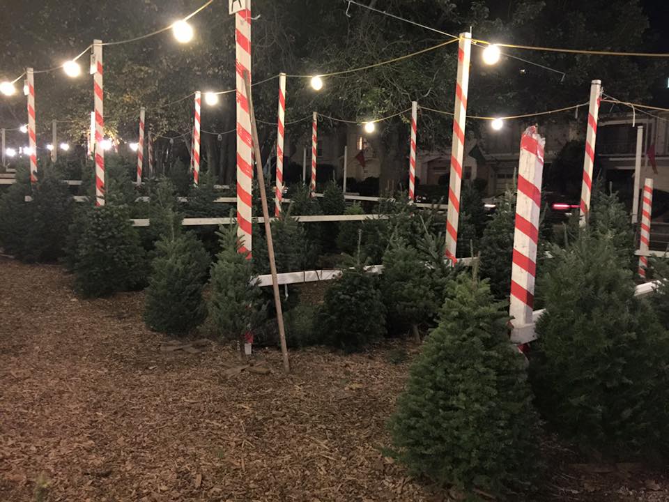 Clancy's Christmas Trees – Pumpkin Patch: farm photo