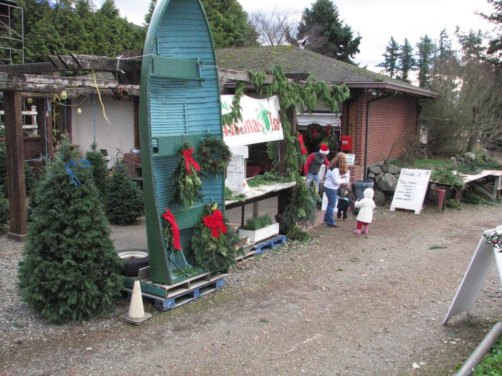 Pfaff's U-cut Christmas Trees: farm photo