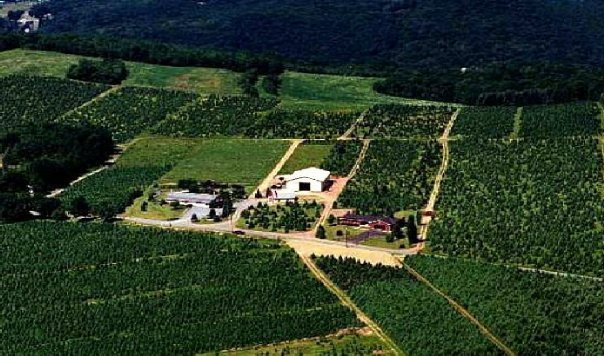 Walker’s Tree Farm: farm photo