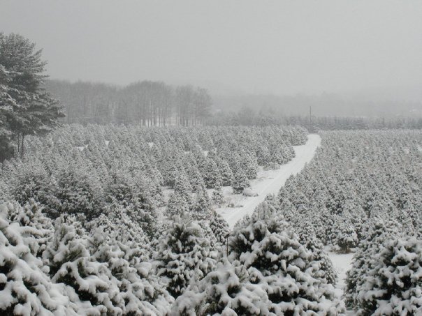 Walker’s Tree Farm: farm photo