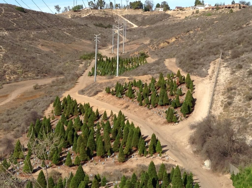 Christmas Ranch Tree Farms – Simi Valley: farm photo