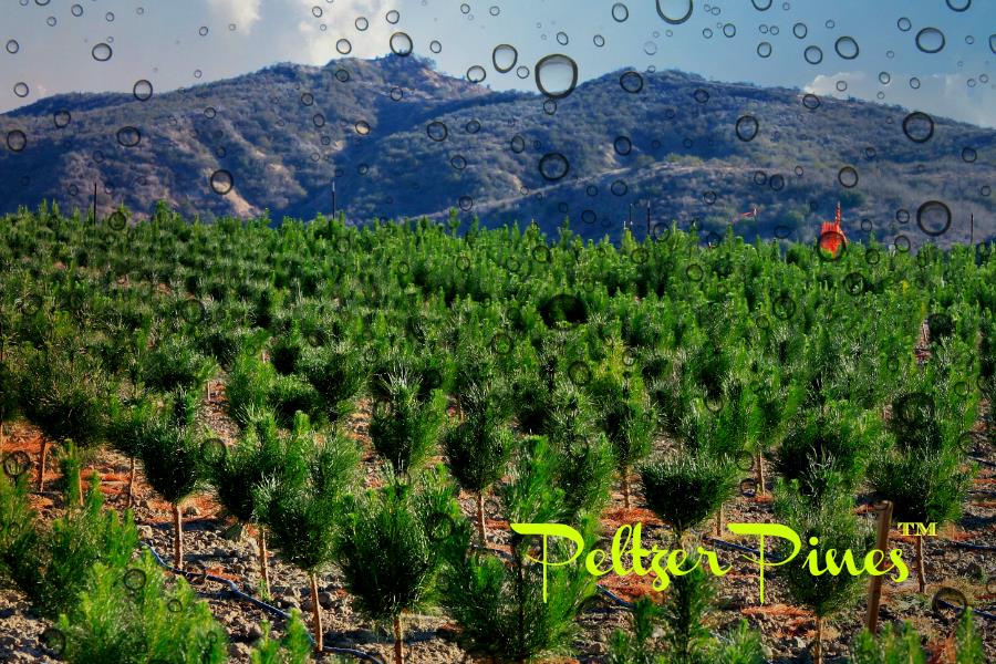 Peltzer Pines – Brea Tree Farm: farm photo