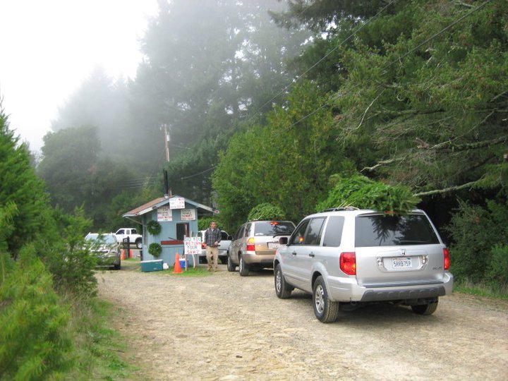 Summit Christmas Tree Farm: farm photo