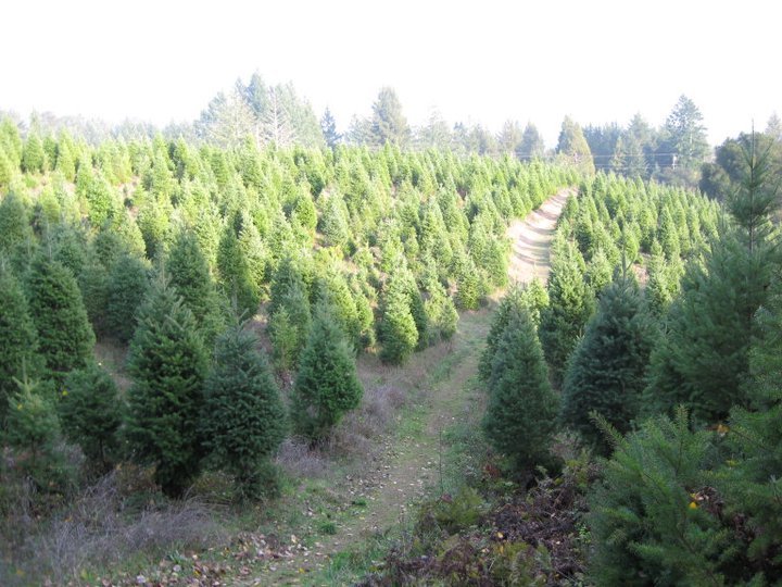 Summit Christmas Tree Farm: farm photo