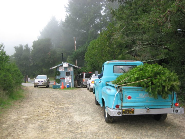 Summit Christmas Tree Farm: farm photo