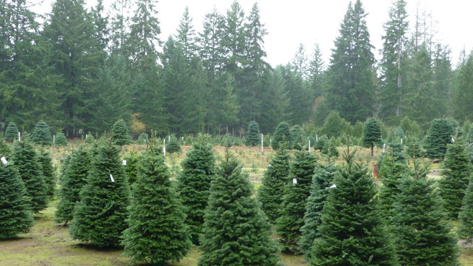 The Wreath Works: farm photo