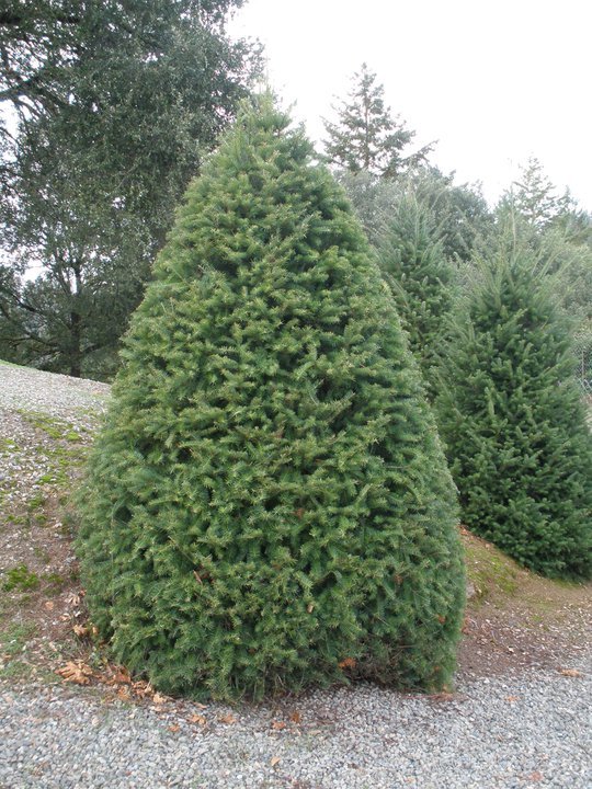Summit Christmas Tree Farm: farm photo