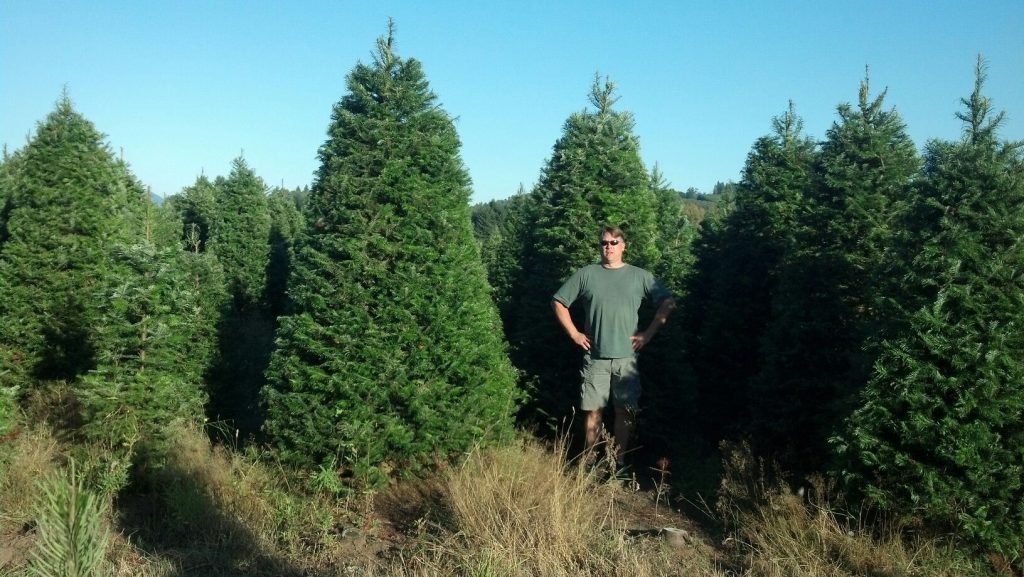 Menefees Christmas Trees East Tacoma: farm photo