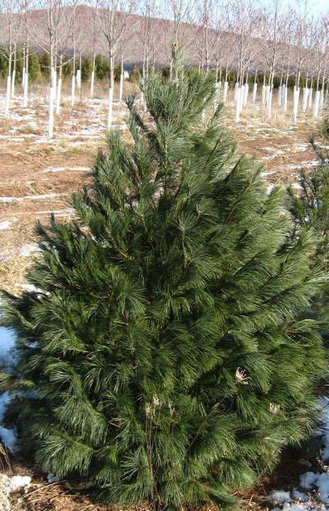 Abraczinskas Nurseries Inc.: farm photo