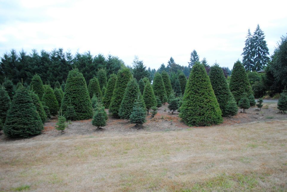 The Tree Wisemans Christmas tree farm: farm photo