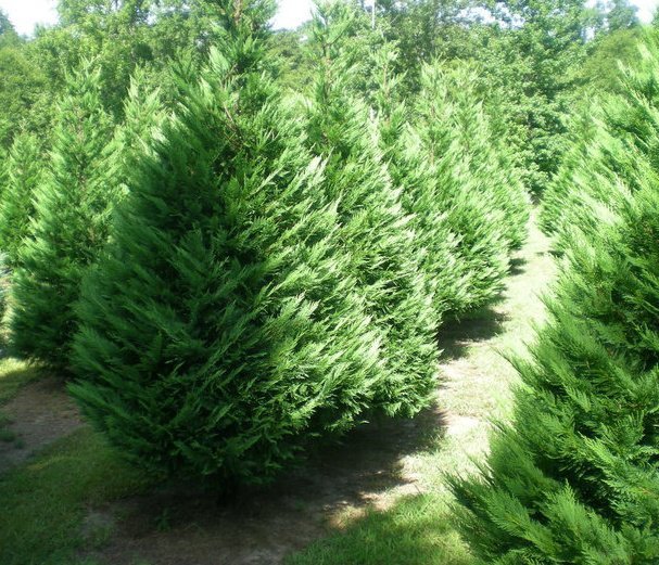 Muddy Creek Christmas Tree Farm: farm photo
