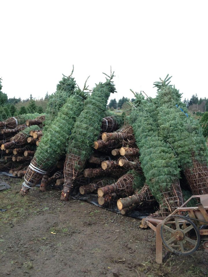 Menefees Christmas Trees East Tacoma: farm photo