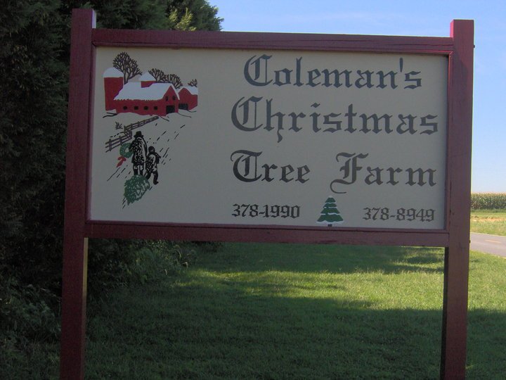Coleman's Christmas Tree Farm: farm photo