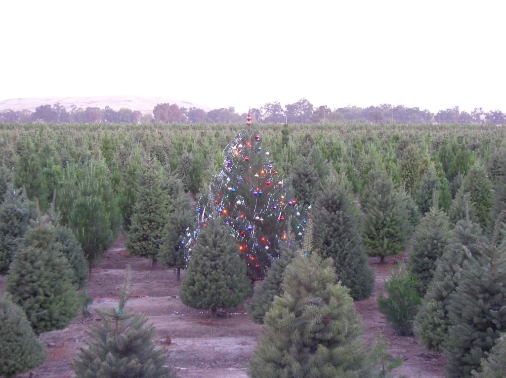 Davis Ranch: farm photo