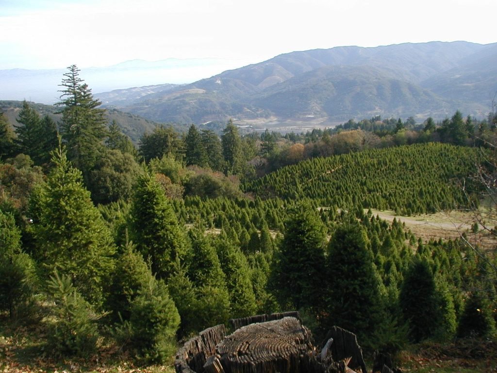 Lone Star Tree Farm: farm photo
