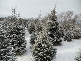 Cardinal Woods Farms: farm photo