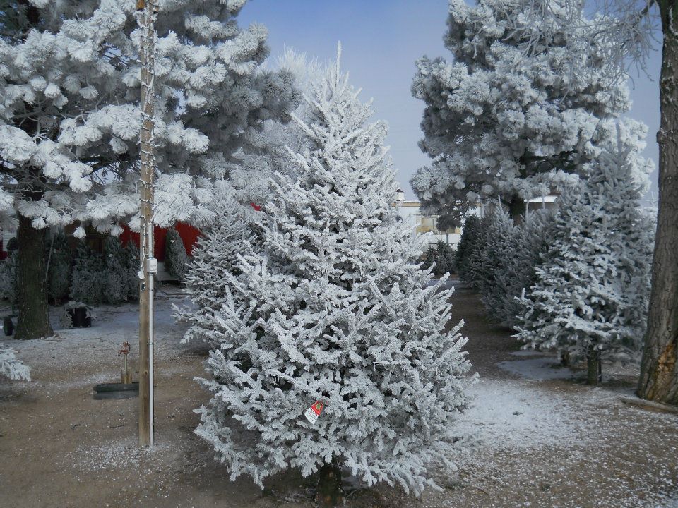 Heidrich’s Colorado Tree Farm Nursery LLC: farm photo