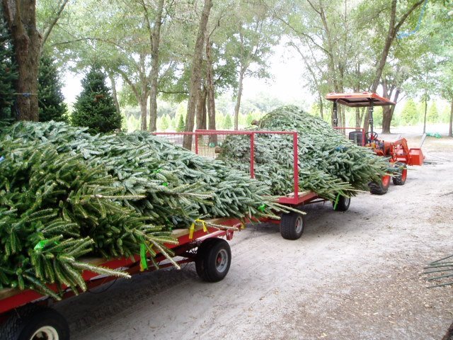 Santa’s Christmas Tree Forest: farm photo