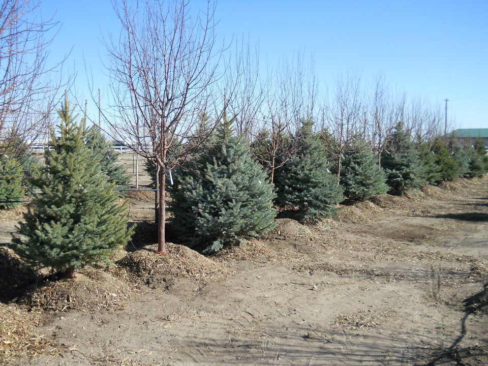 Heidrich’s Colorado Tree Farm Nursery LLC: farm photo