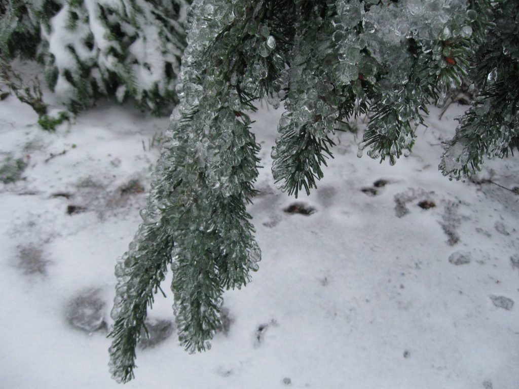 Wilson Hill Tree Farm & Nursery: farm photo