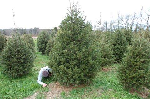 Cardinal Woods Farms: farm photo