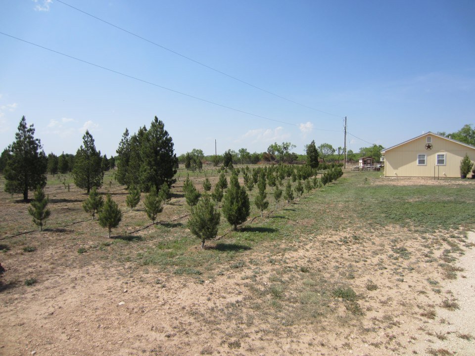 Concho Christmas Tree Farm: farm photo