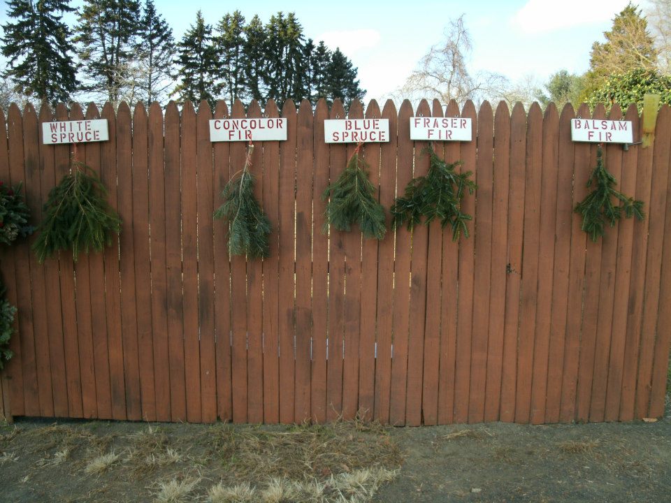 Schrempp's Christmas Tree Farm: farm photo