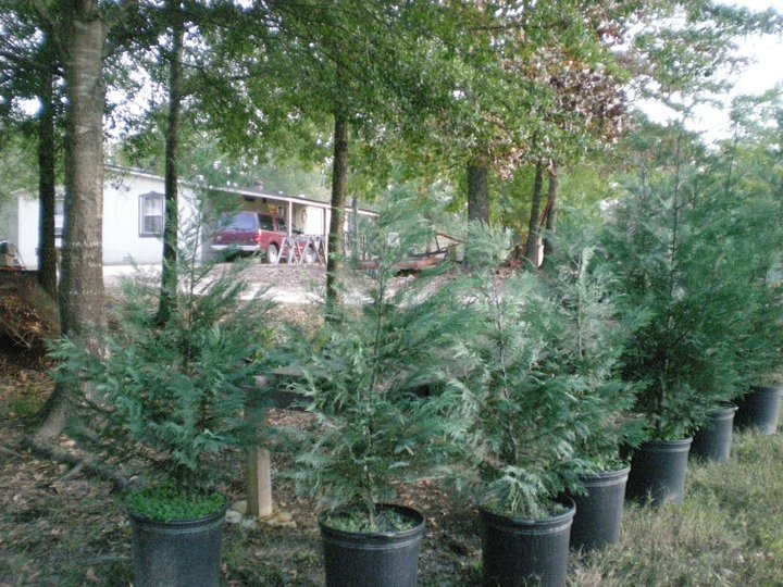 Mountain View Christmas Tree Farm: farm photo