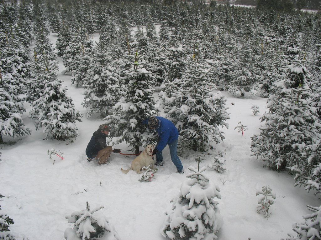 Pfaff's U-cut Christmas Trees: farm photo