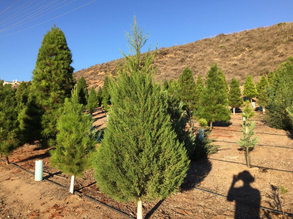 Christmas Ranch Tree Farms – Simi Valley: farm photo