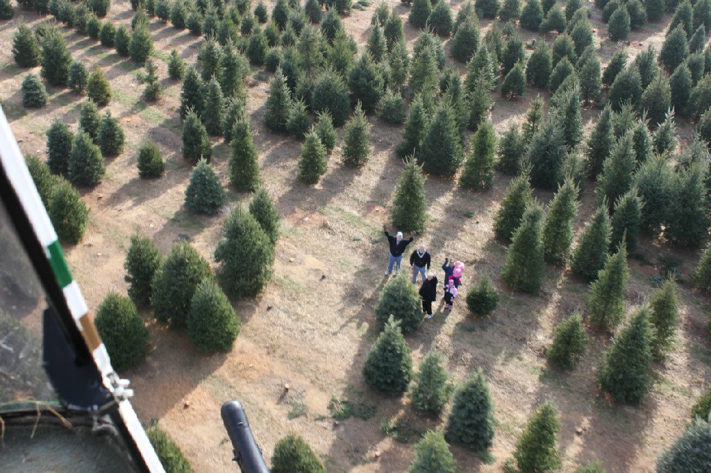 Coleman's Christmas Tree Farm: farm photo