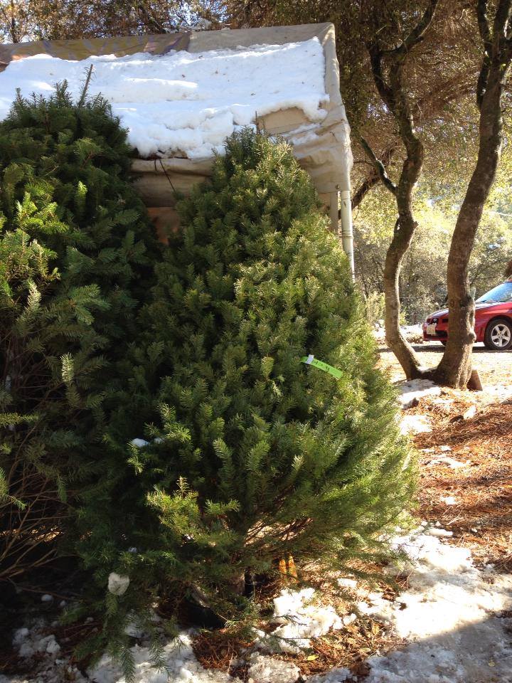 Anderson Christmas Tree Farm: farm photo
