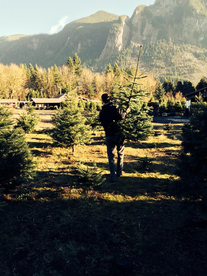 Mountain Creek Christmas Tree Farm: farm photo