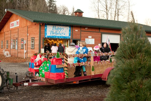 Coates Christmas Trees: farm photo