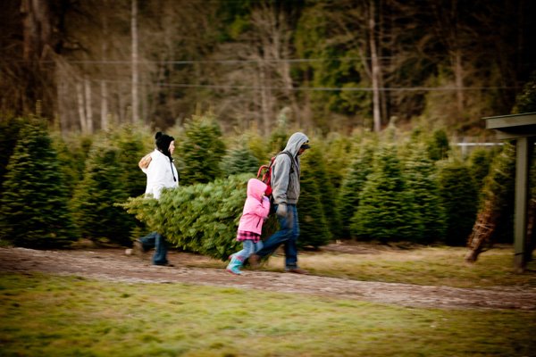 Coates Christmas Trees: farm photo