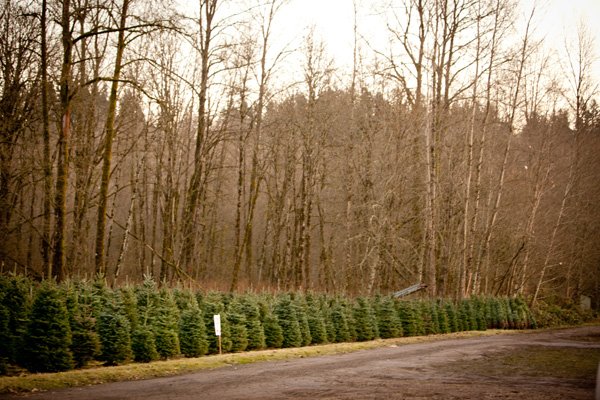 Coates Christmas Trees: farm photo